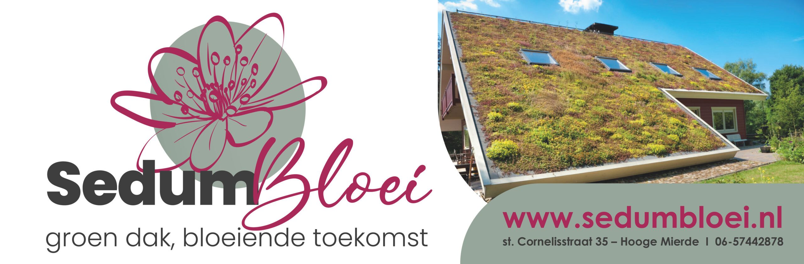 Sedum Bloei